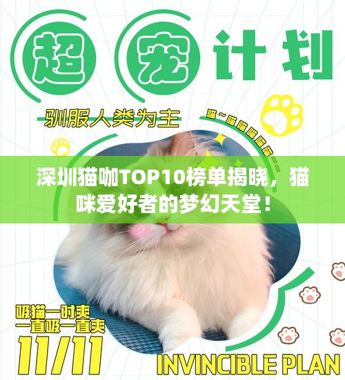 深圳貓咖TOP10榜單揭曉，貓咪愛好者的夢幻天堂！