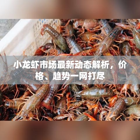 小龍蝦市場最新動態(tài)解析，價(jià)格、趨勢一網(wǎng)打盡