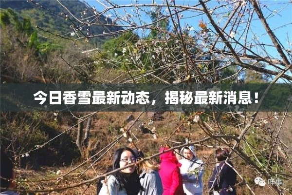 今日香雪最新動(dòng)態(tài)，揭秘最新消息！