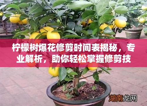 檸檬樹爆花修剪時間表揭秘，專業(yè)解析，助你輕松掌握修剪技巧
