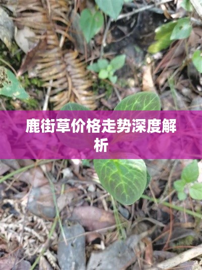 鹿街草價(jià)格走勢深度解析