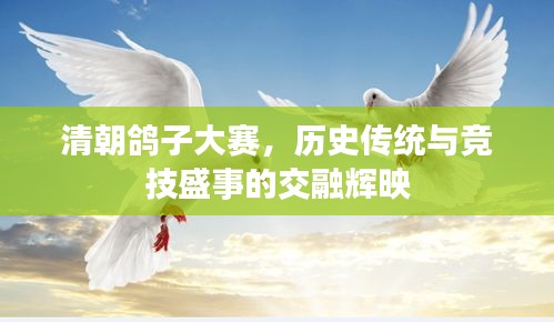 清朝鴿子大賽，歷史傳統(tǒng)與競(jìng)技盛事的交融輝映