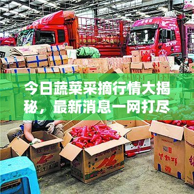 今日蔬菜采摘行情大揭秘，最新消息一網(wǎng)打盡